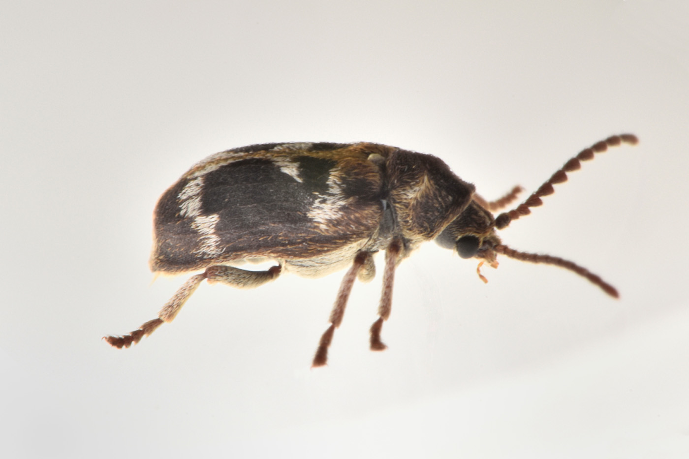 Anobiidae: Ptinomorphus regalis? Sì.